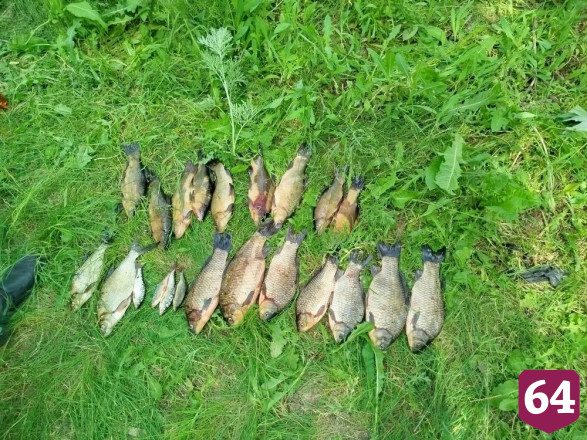 В Волгу из сетей браконьеров выпустили 200 кг рыбы 
